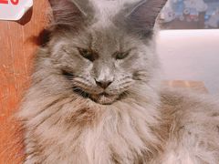 -猫小院猫主题咖啡厅(北锣店)