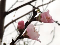 -丹樱生态园