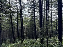 -芦芽山旅游度假区