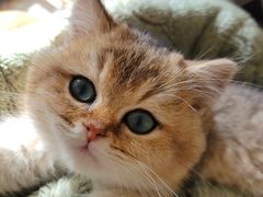 -喵zoo家庭繁育猫舍(尖东智能花园店)