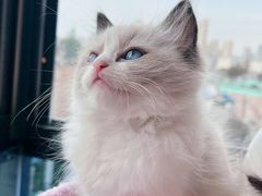 -关爱宠物医院·猫科中心·消化科(滨湖万达分院)