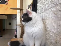 -平行世界·猫咖(首经贸店)