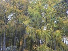 -硗碛藏寨·神木垒景区