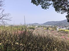 -香雪海