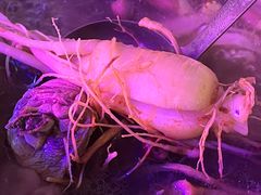 -千岛蚝高压锅生蚝·人参火锅(白云万达店)