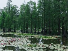 -池杉湖湿地公园