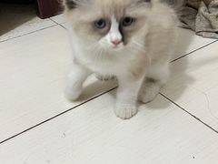 -伟伟宠物医院·CT影像中心·瑞派犬猫综合性门诊(汉口总院)