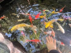 -勐丽梦兰傣味餐厅