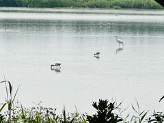 -大湾区中央湿地公园