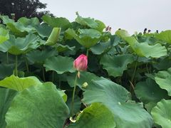 -荷塘月色湿地公园·向阳花洲