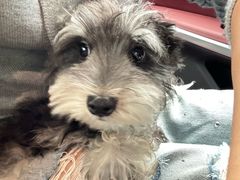 -翊宠yipet猫狗购宠庄园犬舍•猫舍