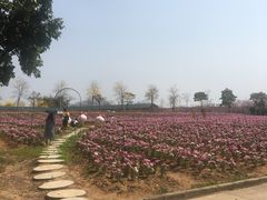 -天适樱花悠乐园
