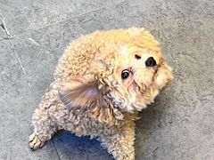 -有喵·猫咖·狗咖·40+猫狗有小奶狗(岗厦店)