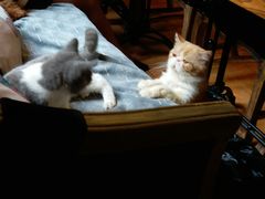 -more than meow吴止猫主题餐厅(承德 中船汇店)