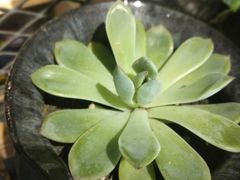 -探鱼·鲜青椒爽麻烤鱼(西南商都店)