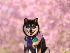 -美联众合动物医院·24h京西诊疗中心
