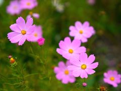 -长白山万达喜来登度假酒店