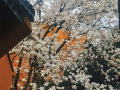-龙华寺