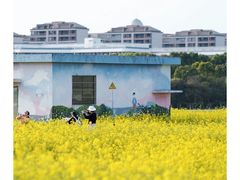 -桑洲油菜花景区