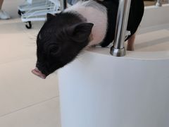 -怪兽屋·羊驼·猫咖·狗咖(俊华广场店)