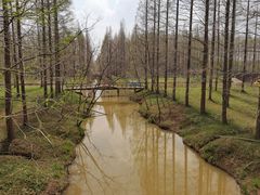 -黄海国家森林公园