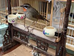 -万商花鸟市场