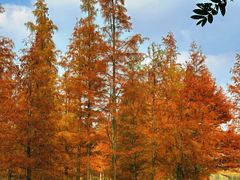 -白鹭湾湿地公园