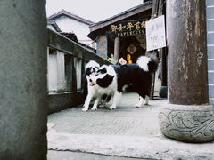 -磁器口古镇