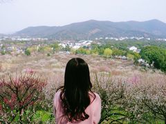 -香雪海