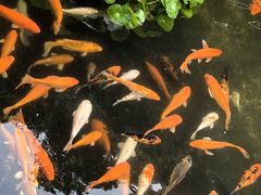 -芦苞胥江祖庙