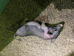 -酷嗒动物文化乐园(cutezoo西溪乐天城店)