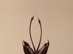 -BLACKSWAN黑天鹅(环球店)