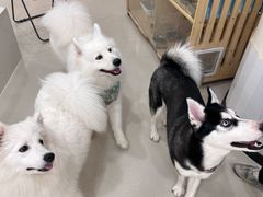 -共舞时光猫咖·狗咖(新街口店)