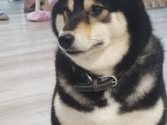 -柴迷FANS CLUB·柴犬狗咖·猫咖