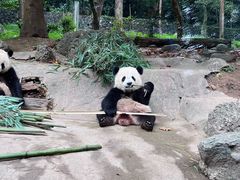 -都江堰中华大熊猫苑