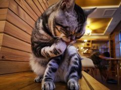 -猫的茶·猫咖