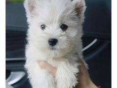 -萌宠之家·腊肠犬·马尔泰·小体犬舍