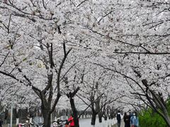 -高东镇樱花园