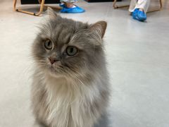 -Heymao猫咖.咖啡厅(东门店)