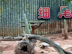 -深圳野生动物园