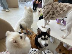 -怪兽屋·羊驼·猫咖·狗咖(俊华广场店)