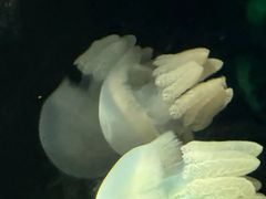 -欢乐海岸海洋奇梦馆