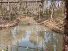 -合肥滨湖国家森林公园