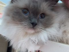 -纳吉亚猫专科动物医院博雅分院