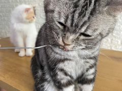-平行世界·猫咖(首经贸店)