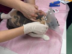-北京观赏动物医院·24小时大型综合·猫专科·异宠专科