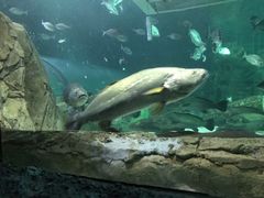 -悉尼海洋生物水族馆