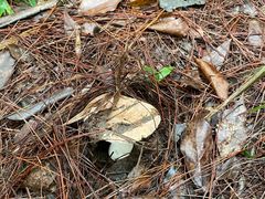 -铁山坪森林公园