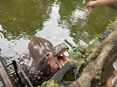 -海南热带野生动植物园