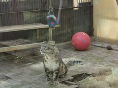 -青藏高原野生动物园